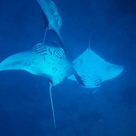 Mai Dive' Astrolabe Reef Resort Naqara Eksteriør billede