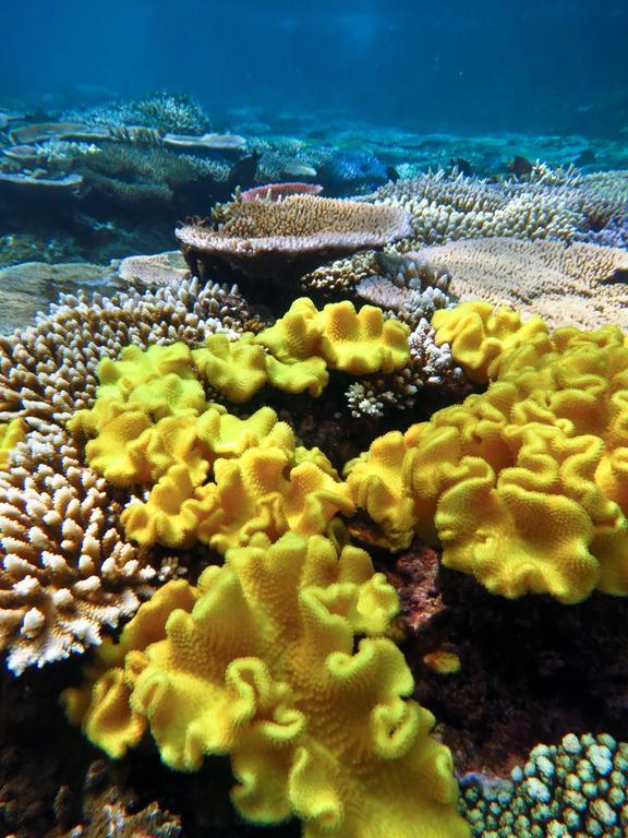 Mai Dive' Astrolabe Reef Resort Naqara Eksteriør billede