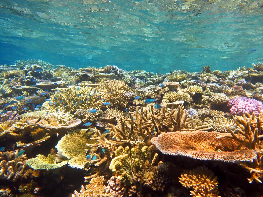 Mai Dive' Astrolabe Reef Resort Naqara Eksteriør billede