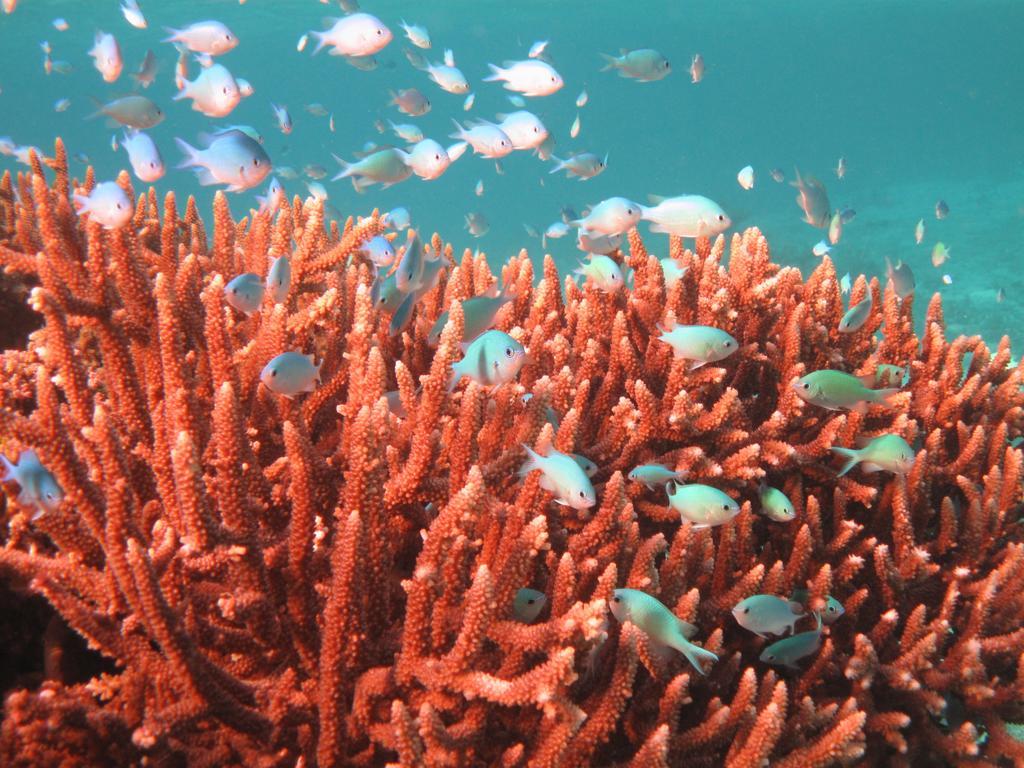 Mai Dive' Astrolabe Reef Resort Naqara Eksteriør billede