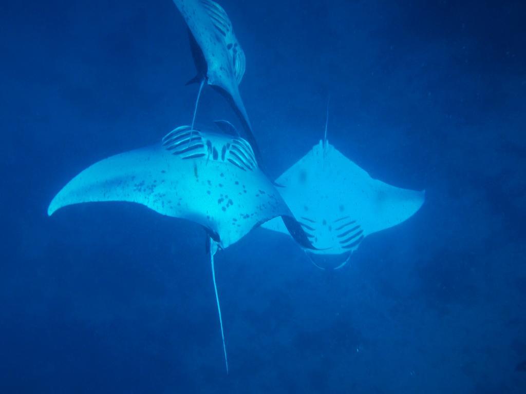 Mai Dive' Astrolabe Reef Resort Naqara Eksteriør billede