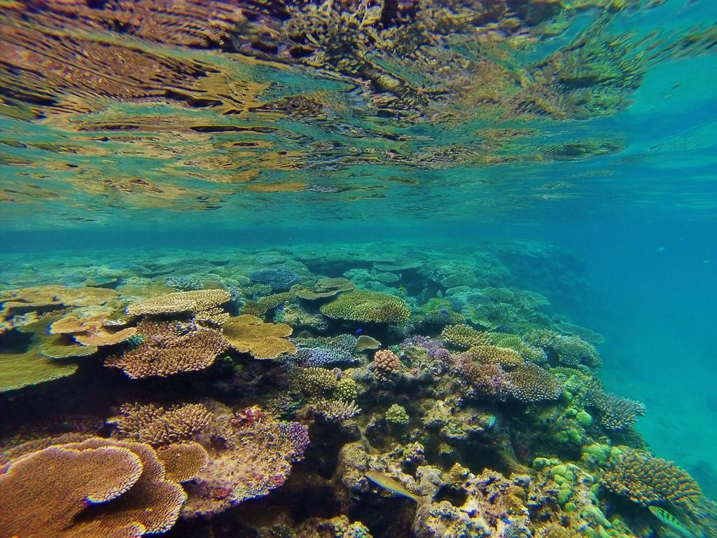 Mai Dive' Astrolabe Reef Resort Naqara Eksteriør billede