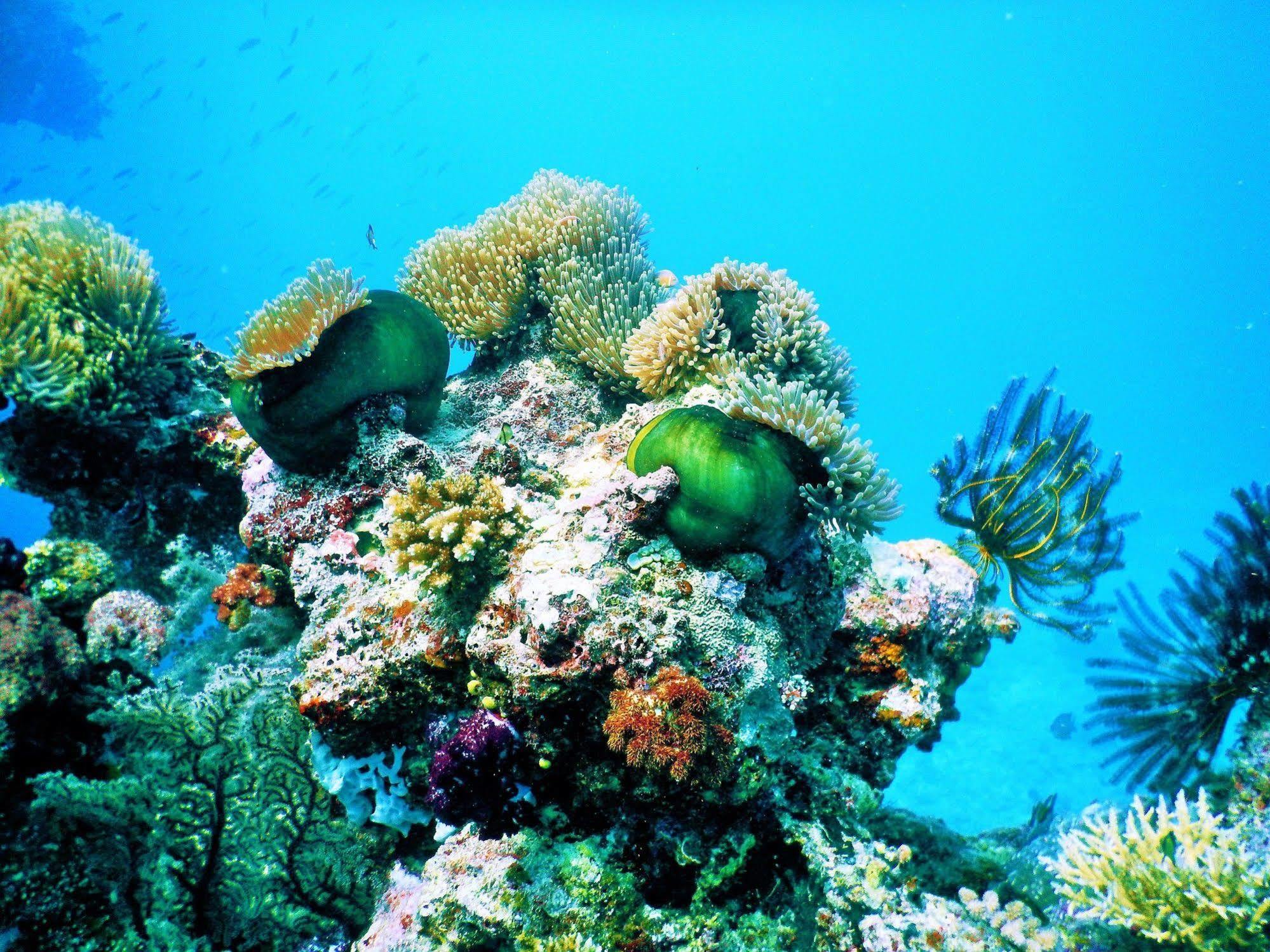 Mai Dive' Astrolabe Reef Resort Naqara Eksteriør billede